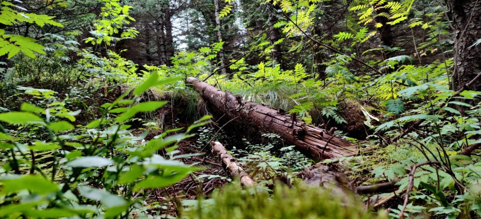 Ljósmynd Viktor Smári