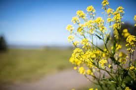 Sumardagurinn fyrsti 20. apríl