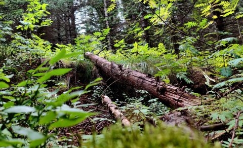 Ljósmynd Viktor Smári