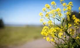 Sumardagurinn fyrsti 20. apríl